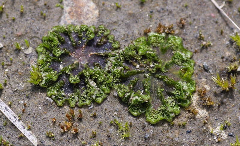 Blasia pusilla